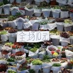 Abundant succulent plants on display at a market stall with a price sign, perfect for gardening enthusiasts.